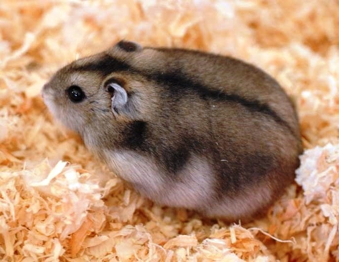 Coelhos Mini Ribeirao Preto Hamster Anao Russo Hamsters anões são pequenos animais, bonito que fazem animais de estimação fantásticos para qualquer pessoa, especialmente crianças e famílias. coelhos mini ribeirao preto hamster