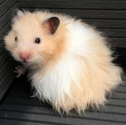  Hamster Sírio Angora